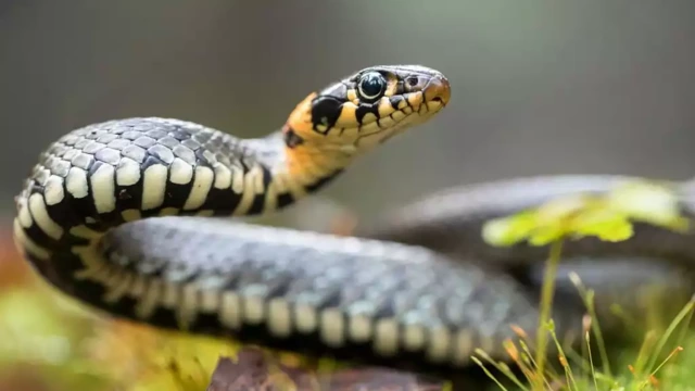 ചേര്ത്തലയില് മജിസ്ട്രേറ്റിന് പാമ്പുകടിയേറ്റു; ആരോഗ്യനില തൃപ്തികരം ചേര്ത്തലയില് മജിസ്ട്രേറ്റിന് പാമ്പുകടിയേറ്റു; ആരോഗ്യനില തൃപ്തികരം