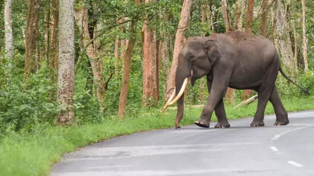 കാട്ടാന ആക്രമണം; സംസ്ഥാനത്ത് ഒരു ജീവൻ കൂടി പൊലിഞ്ഞു കാട്ടാന ആക്രമണം; സംസ്ഥാനത്ത് ഒരു ജീവൻ കൂടി പൊലിഞ്ഞു