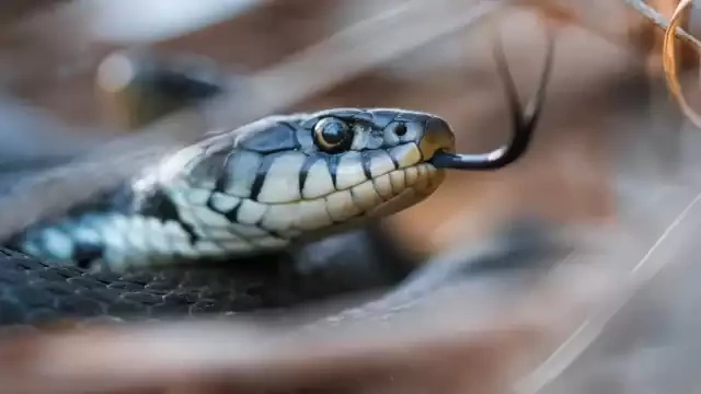 ആറളം ഫാമിലെ വീട്ടിലെ കുളിമുറിയിൽ രാജവെമ്പാല ആറളം ഫാമിലെ വീട്ടിലെ കുളിമുറിയിൽ രാജവെമ്പാല