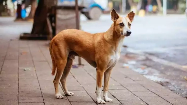 തിരുവനന്തപുരത്ത് വയോധികയെ തെരുവുനായ വീടിനുള്ളിൽ കയറി ആക്രമിച്ചു തിരുവനന്തപുരത്ത് വയോധികയെ തെരുവുനായ വീടിനുള്ളിൽ കയറി ആക്രമിച്ചു
