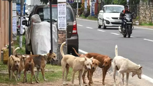 തെരുവുനായ ശല്യം;സ്കൂളിൽ അവധി പ്രഖ്യാപിച്ച് അധികൃതർ തെരുവുനായ ശല്യം;സ്കൂളിൽ അവധി പ്രഖ്യാപിച്ച് അധികൃതർ