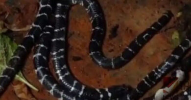 കോഴിക്കോട് കുറ്റ്യാടിയില്‍ വീടിനുള്ളില്‍ അഞ്ച് വിഷപ്പാമ്പുകളെ കണ്ടെത്തി