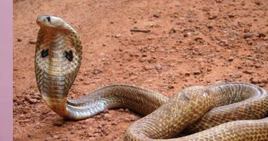 എന്റെ പാമ്പേ… എന്തൊരു കടി ഇത്..ഇടുക്കിയില്‍ തൊഴിലാളിക്ക് മൂർഖൻ പാമ്പിൻറെ കടിയേറ്റു