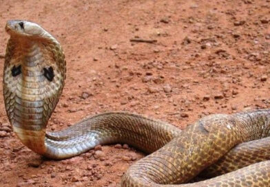 എന്റെ പാമ്പേ… എന്തൊരു കടി ഇത്..ഇടുക്കിയില്‍ തൊഴിലാളിക്ക് മൂർഖൻ പാമ്പിൻറെ കടിയേറ്റു