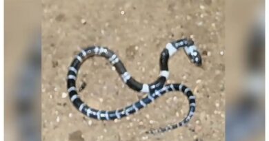 കോടാലിയിലെ വീട്ടില്‍ വീണ്ടും പാമ്പ്; അഞ്ചാമത്തെ പാമ്പിനെ കണ്ടെത്തിയത് ശുചിമുറിയില്‍