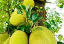 ക്യാമ്പസിലെ പ്ലാവില്‍ നിന്ന് ചക്ക ഇടുന്നതിനിടെ കാല്‍ വഴുതി വീണ് വിദ്യാര്‍ത്ഥിക്ക് ദാരുണാന്ത്യം