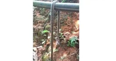 ഇടുക്കിയിൽ 13കാരന് കുടിവെള്ള ഹോസിലൂടെ വന്ന പാമ്പിന്റെ കടിയേറ്റു