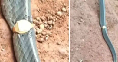 സ്വർണ വില കൂടിയ സമയത്ത് ഇത് വേണോ പാമ്പേ….,കാസർഗോഡ് മേശവലിപ്പ് തുറന്നപ്പോള്‍ കണ്ടത് മോതിരമിട്ട പാമ്പിനെ