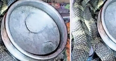 കുറച്ചു ചോറ് തിന്നാൻ…കാസര്‍ഗോഡ് അടുക്കളയിലെ പാത്രങ്ങള്‍ക്കിടയിലിരുന്ന രാജവെമ്പാലയെ പിടികൂടി