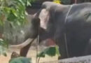 അങ്കമാലിയില്‍ ആന പാപ്പാനെ ചവിട്ടിക്കൊന്നു; രണ്ടാം പാപ്പാൻ ഗുരുതരാവസ്ഥയില്‍
