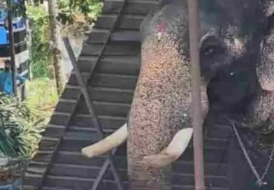 വീണ്ടും ഇടഞ്ഞ് ആന..;കൂടല്‍മാണിക്യം ക്ഷേത്രത്തില്‍ ഉത്സവത്തിനെത്തിച്ച ആന ഇടഞ്ഞ് പാപ്പാനെ ചവിട്ടി കൊന്നു
