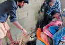 മേല്‍ക്കൂരയില്‍നിന്ന് പാമ്പ് ദേഹത്തുവീണു; പത്തനാപുരത്ത് 15-കാരിക്ക് പാമ്പുകടിയേറ്റു