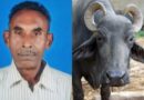 പാടത്ത് നിന്നും കെട്ടഴിഞ്ഞ് വന്ന പോത്ത് ആക്രമിച്ചു; 73കാരന് ദാരുണാന്ത്യം,