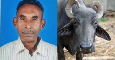 പാടത്ത് നിന്നും കെട്ടഴിഞ്ഞ് വന്ന പോത്ത് ആക്രമിച്ചു; 73കാരന് ദാരുണാന്ത്യം,
