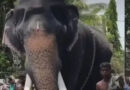 റീൽസിലെ താരം..; കൂടല്‍മാണിക്യം ക്ഷേത്രത്തില്‍ വീണ്ടും ആന ഇടഞ്ഞു