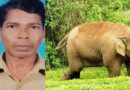 പാലക്കാട് മലമ്പുഴയില്‍ കാട്ടാനയുടെ ആക്രമണത്തില്‍ ഒരാള്‍ മരിച്ചു