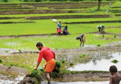സംസ്ഥാന കർഷക അവാർഡിന് അപേക്ഷിക്കാം സംസ്ഥാന കർഷക അവാർഡിന് അപേക്ഷിക്കാം