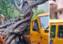 സ്‌കൂള്‍ ബസിന് മുകളിൽ ആൽമരം കടപുഴകി വീണ് 11 വയസുകാരന് ദാരുണാന്ത്യം