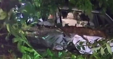  മട്ടന്നൂര്‍ കൊതേരിയില്‍ കാറിന് മുകളില്‍ മരം കടപുഴകി വീണു