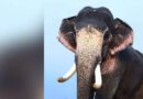 ഗജവീരന്‍ മംഗലാംകുന്ന് ഗണേശന്‍ ചരിഞ്ഞു