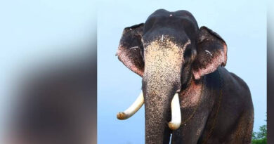 ഗജവീരന്‍ മംഗലാംകുന്ന് ഗണേശന്‍ ചരിഞ്ഞു